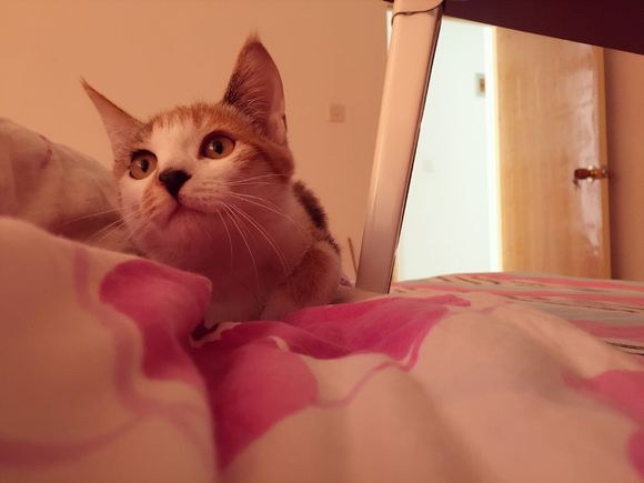 送养猫咪，免费。