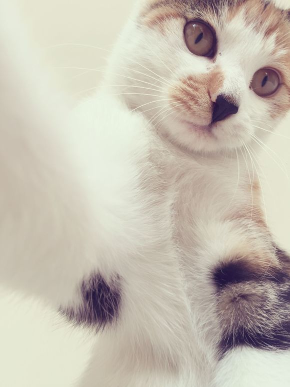 送养猫咪，免费。