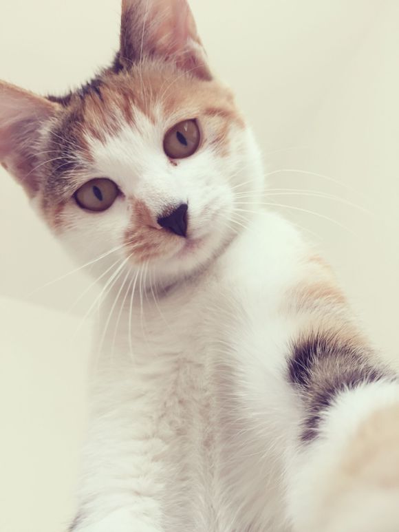 送养猫咪，免费。