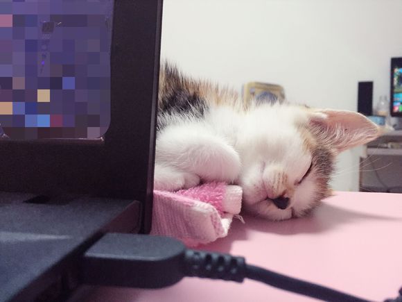 送养猫咪，免费。