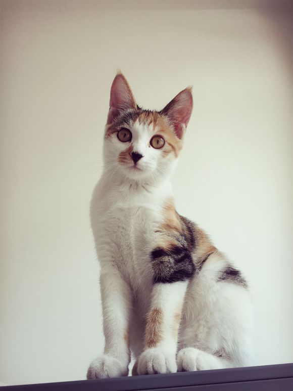 送养猫咪，免费。