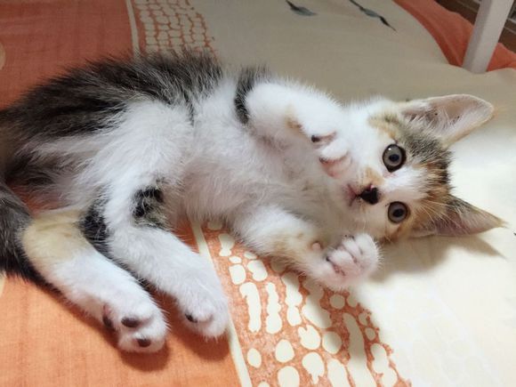 送养猫咪，免费。