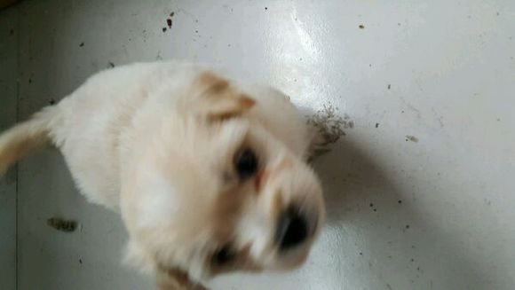狗狗找家家