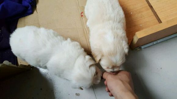 狗狗找家家