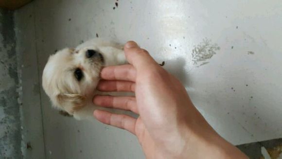 狗狗找家家