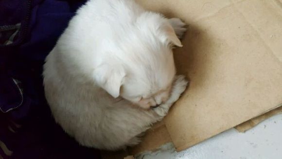 狗狗找家家
