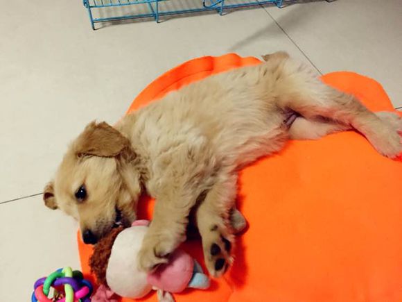 有喜欢狗狗要领养狗狗的吗?