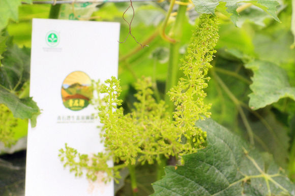 葡萄开花节节高，葡萄结果粒粒满。