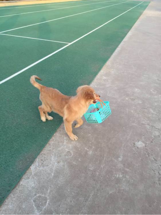 给金毛公主找对象！