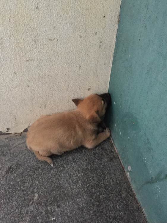 找一个好心人收养狗狗~