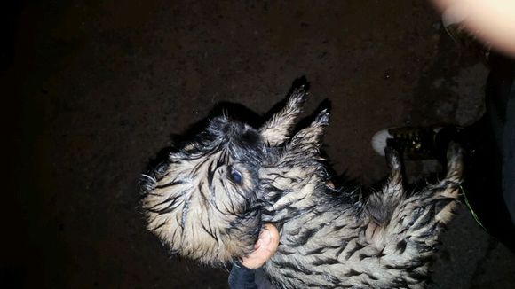 找一个好心人收养狗狗~