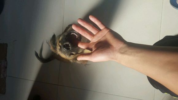 找一个好心人收养狗狗~