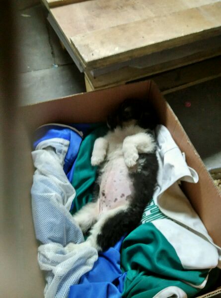 跟别人要了一个小狗狗，属于小笨狗那种