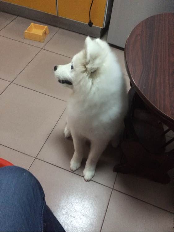 可爱狗狗丢失，求好心人士帮忙留意