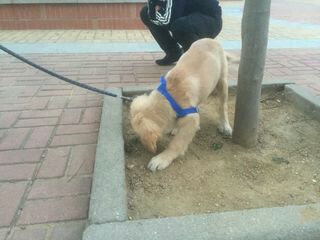 忍痛割爱转让金毛犬