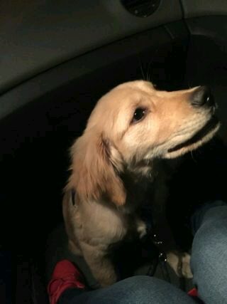 忍痛割爱转让金毛犬
