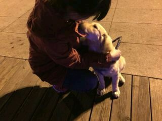 忍痛割爱转让金毛犬