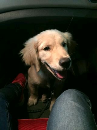 忍痛割爱转让金毛犬