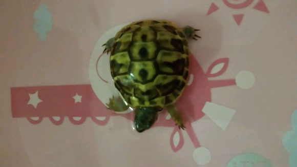 自家养的小狗生宝宝了！