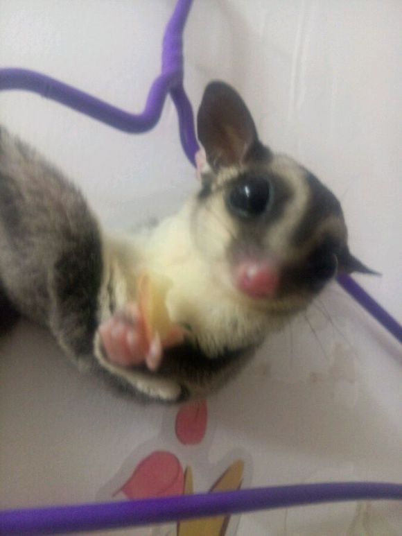 蜜袋鼯啦~