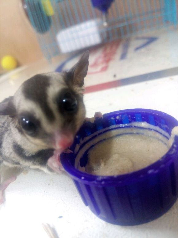 蜜袋鼯啦~