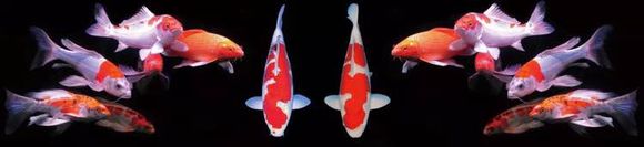 我的创业故事〈开水族馆〉1