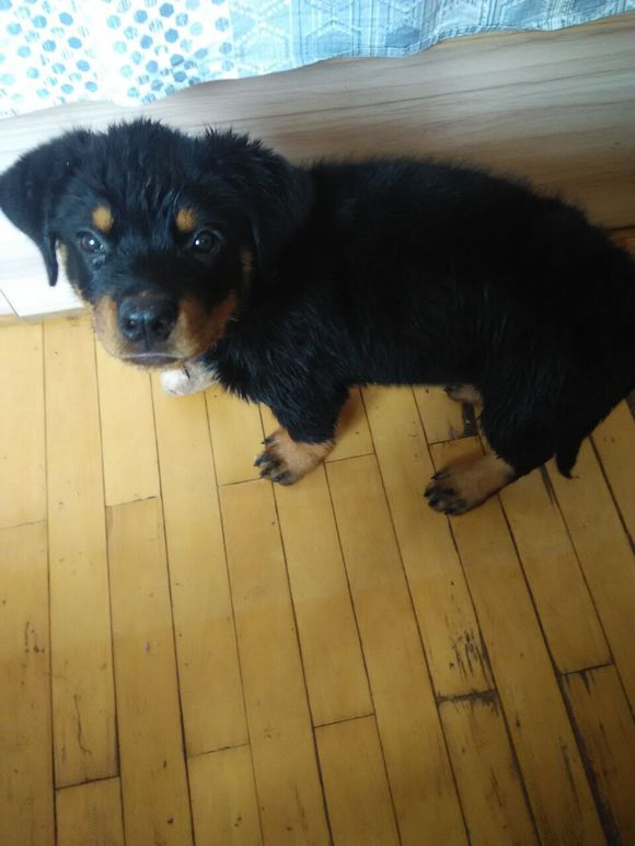 出罗威纳犬