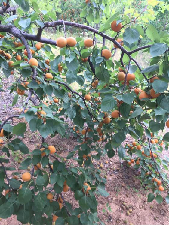 杏子熟了！