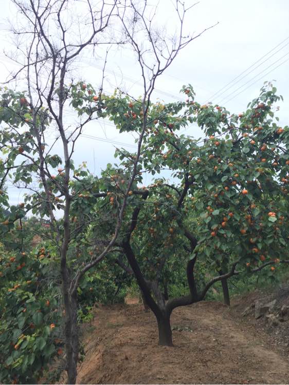 杏子熟了！