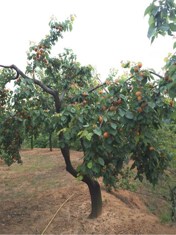 杏子熟了！