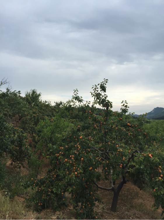 杏子熟了！