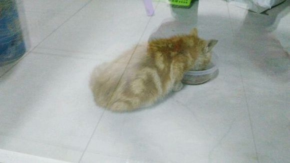 小猫找领养