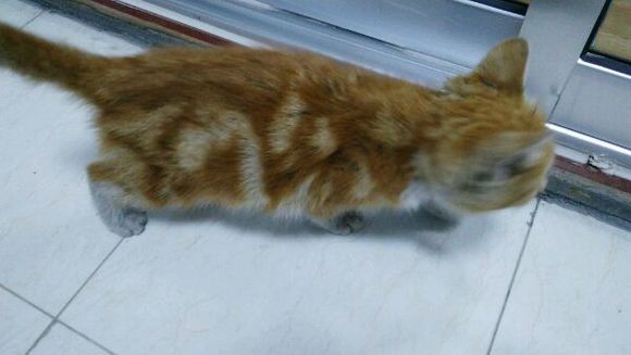 小猫找领养