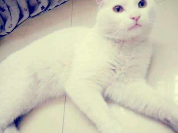 有领养猫的吗
