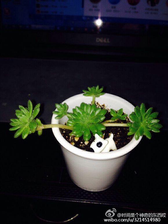 有没有喜欢多肉的的朋友，我要卖我的肉肉了