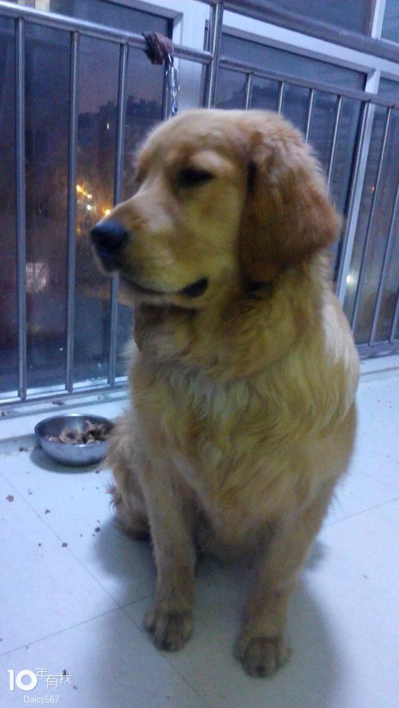 家有金毛犬一条，由于没时间照顾，寻找爱犬人士收留