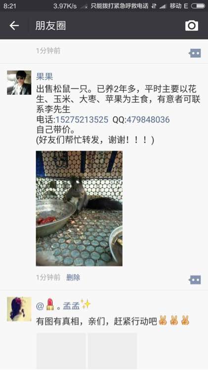 有喜欢松鼠的吗？