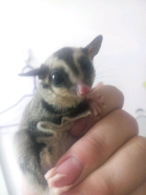 想买条宠物狗！