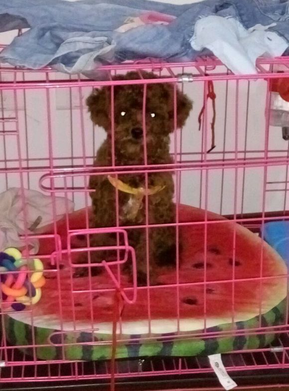 泰迪