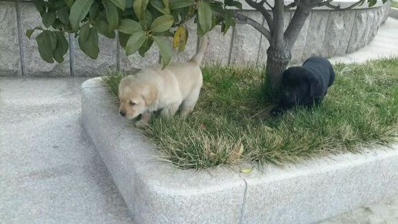 狗狗与主人得情感