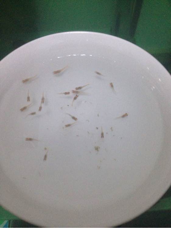 最近想养几条孔雀鱼，请问冬天没暖气，可以饲养嘛。
