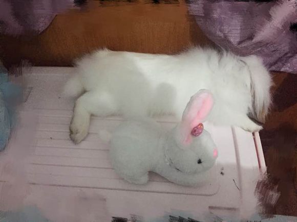 开发区有没有养垂耳兔的
