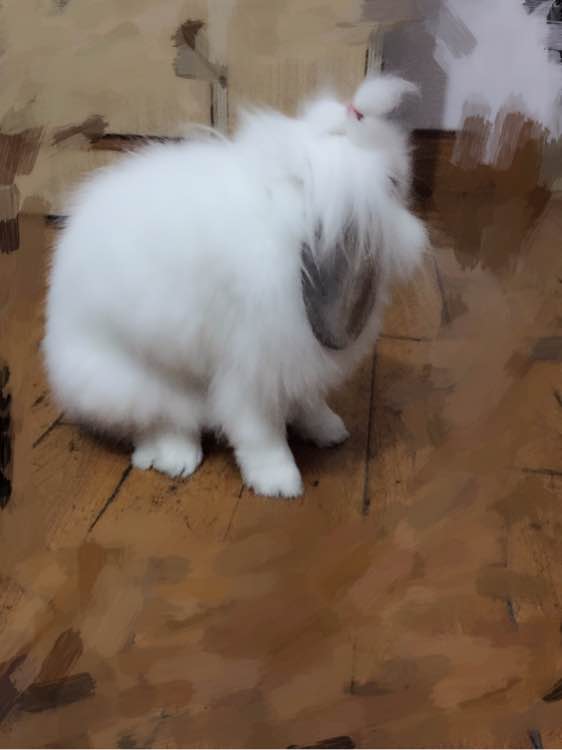 开发区有没有养垂耳兔的