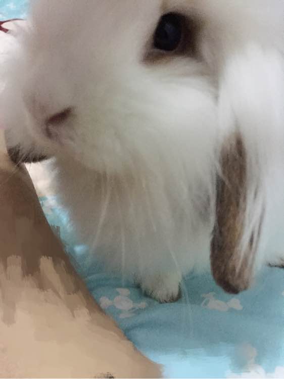 开发区有没有养垂耳兔的
