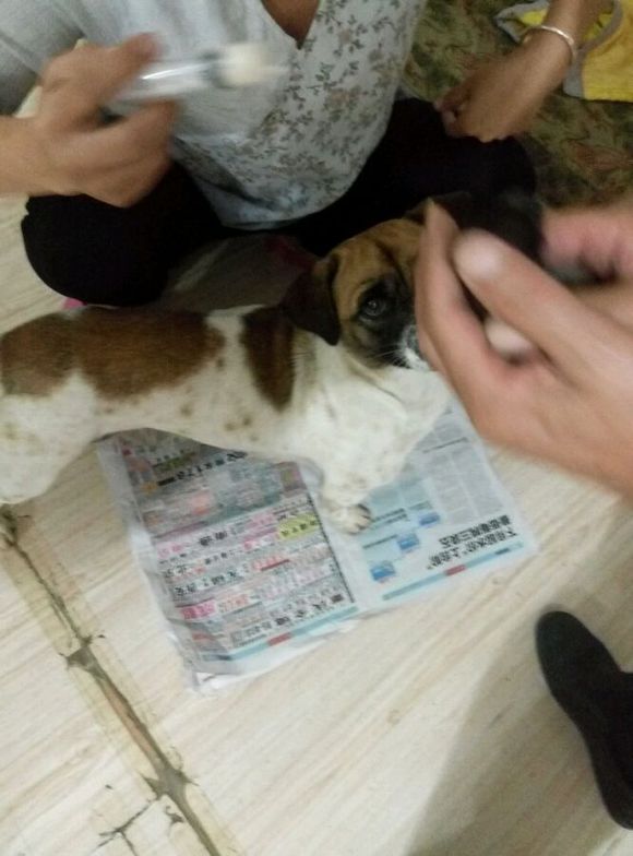 菩萨保佑小狗活过明天早上