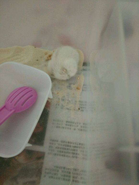 黄岛辛安街附近哪有卖小仓鼠的