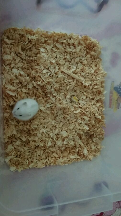 黄岛辛安街附近哪有卖小仓鼠的