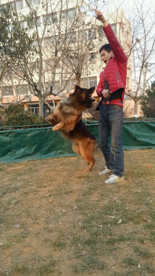 谁养长毛德牧