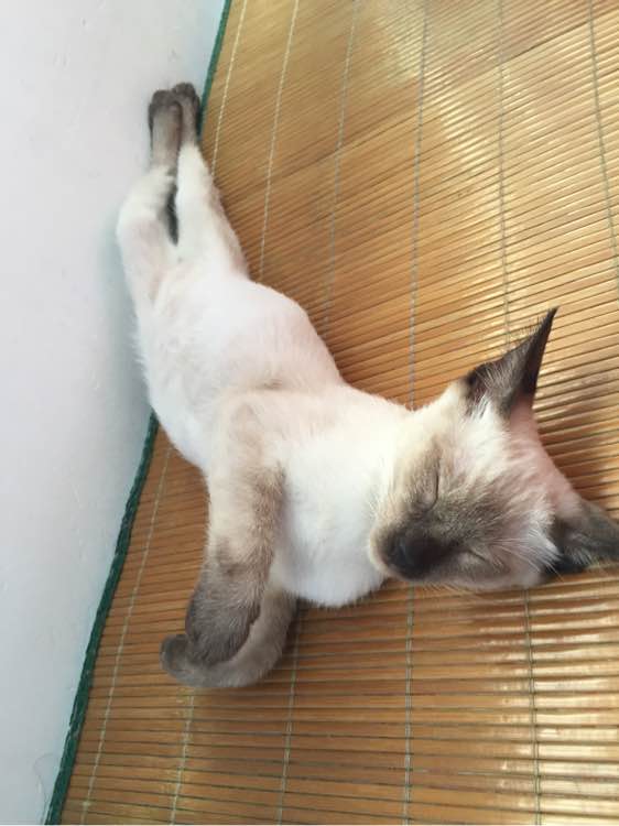 转让自家4个月的暹罗猫弟弟一只！急！