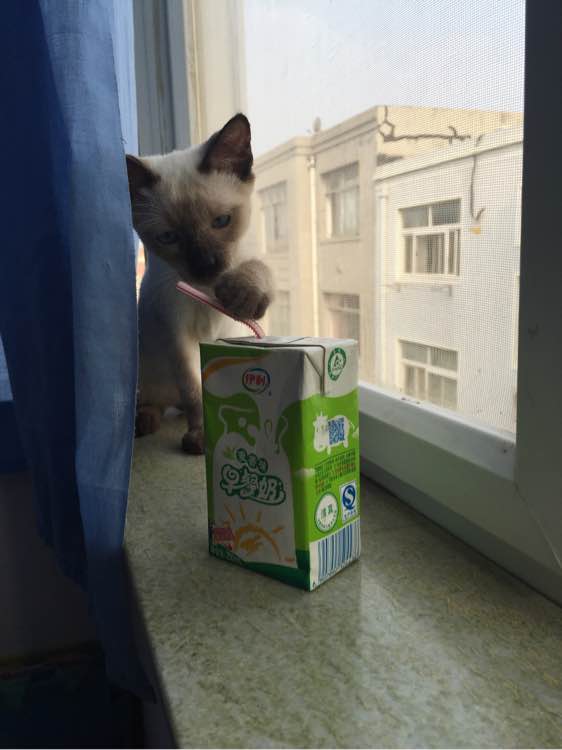 转让自家4个月的暹罗猫弟弟一只！急！